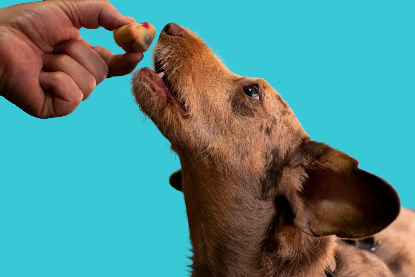 cbd joint supplements for dogs