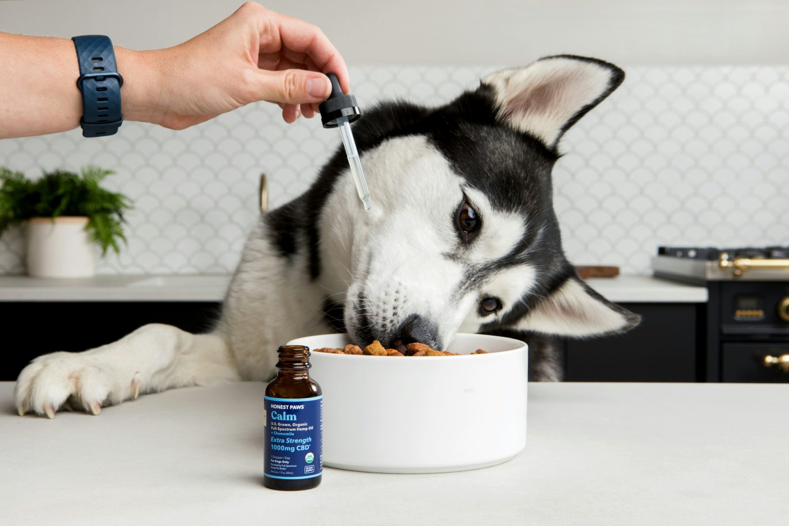 You are currently viewing Best Joint Supplements for Senior Dogs: Vet-Approved Picks for Pain Relief & Mobility