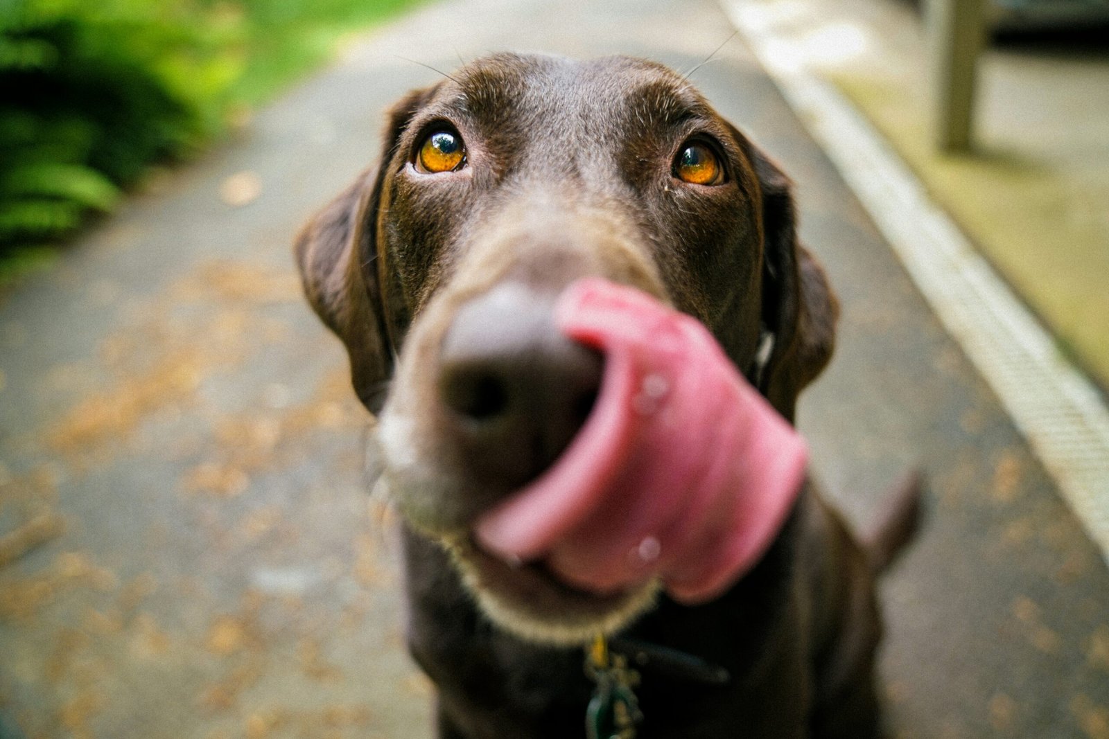 best wet food for senior dogs
