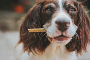 Read more about the article Best Supplements For Senior Dogs