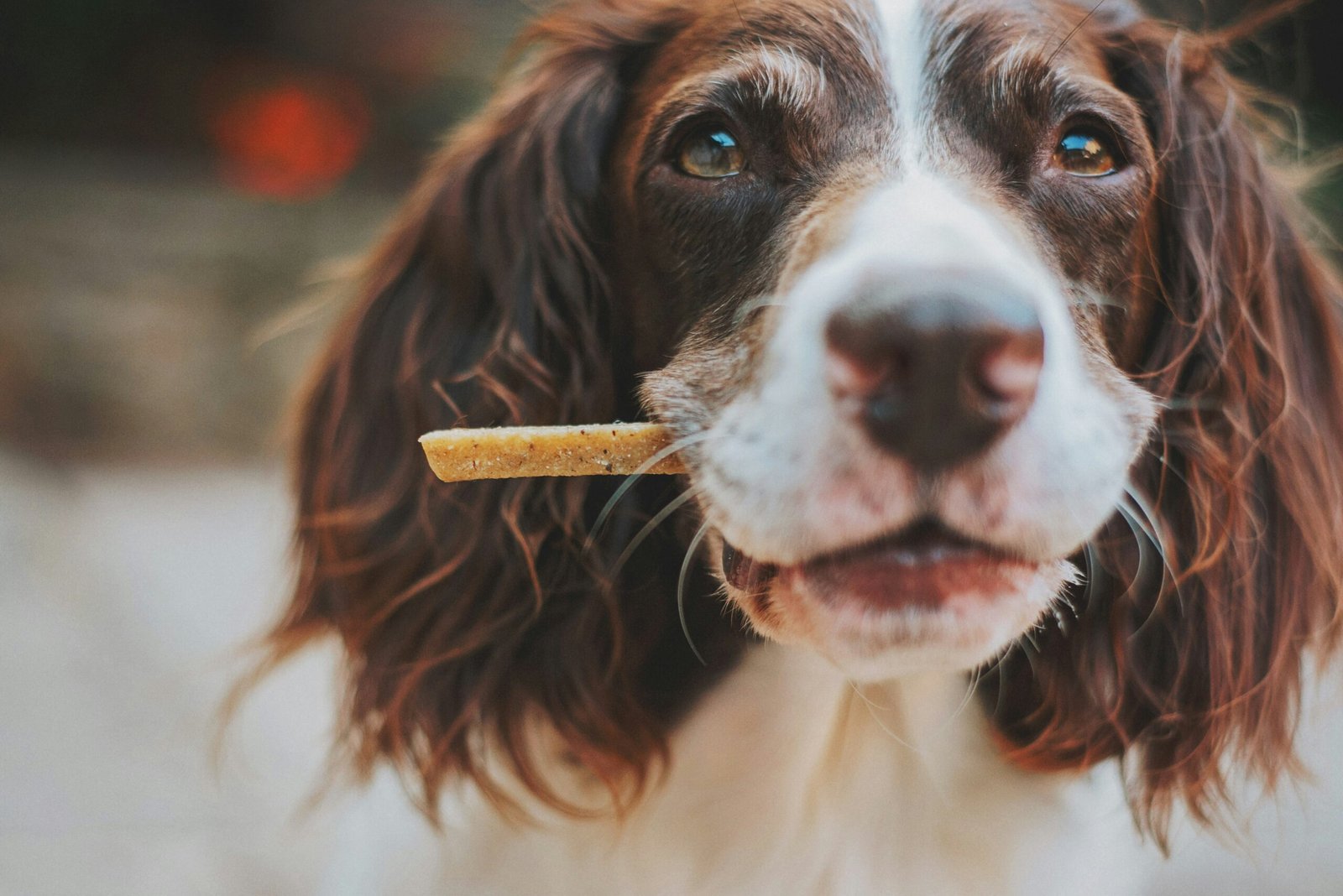 best joint supplements for senior dogs