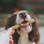 Best Dog Toothbrush for Senior Dogs