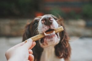 Read more about the article Best Dog Toothbrush for Senior Dogs
