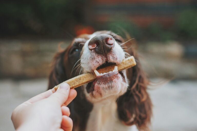 Best Dog Toothbrush for Senior Dogs