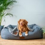 Best Orthopedic Bed for Dogs That Actually Supports Joints (2026 Guide)