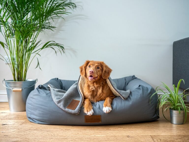 Best Orthopedic Bed for Dogs That Actually Supports Joints (2026 Guide)