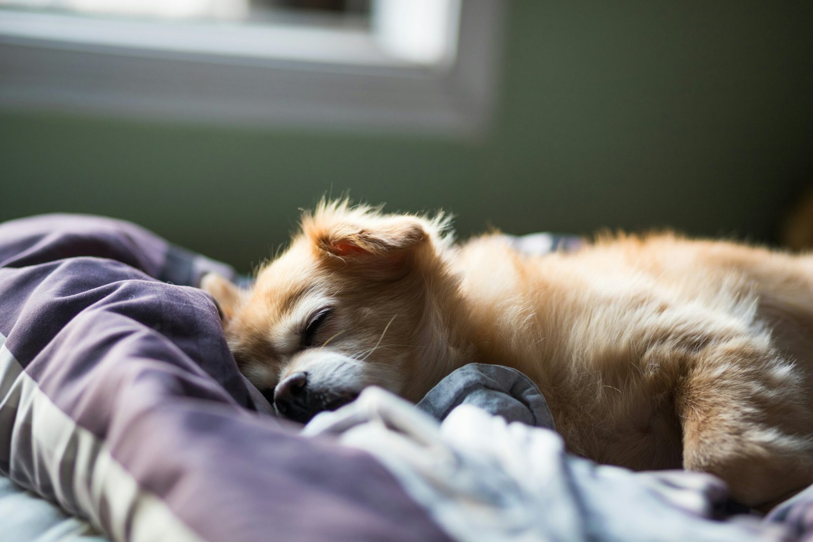 You are currently viewing Best Orthopedic Dog Beds for Senior Dogs & Large Breeds (2025 Review)