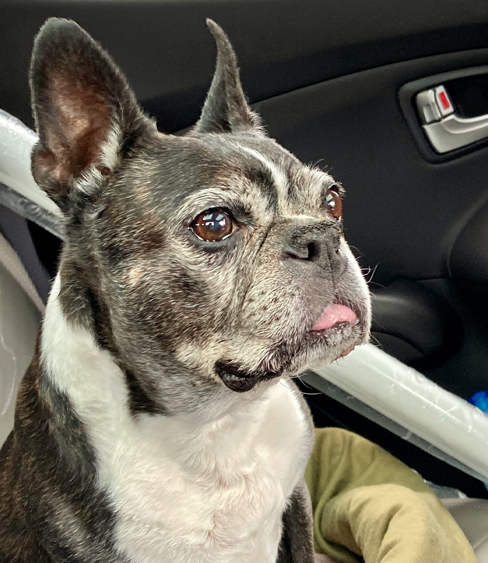 senior dog gadgets