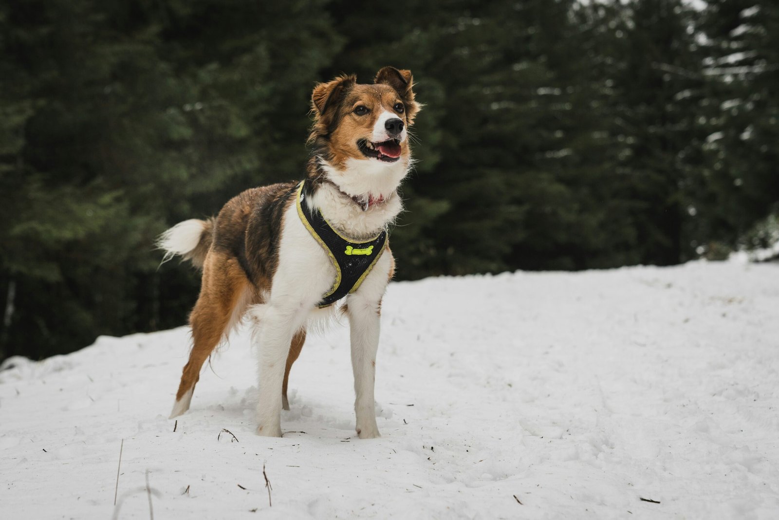 Best gadgets for senior dogs