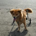 10 Best Mobility Aids for Senior Dogs: Support Joint Health & Independence