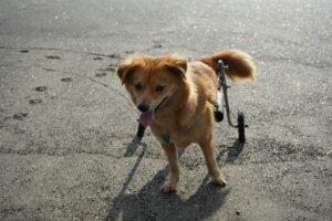 Read more about the article 10 Best Mobility Aids for Senior Dogs: Support Joint Health & Independence