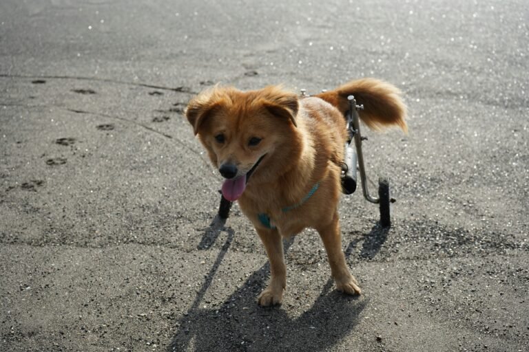 10 Best Mobility Aids for Senior Dogs: Support Joint Health & Independence