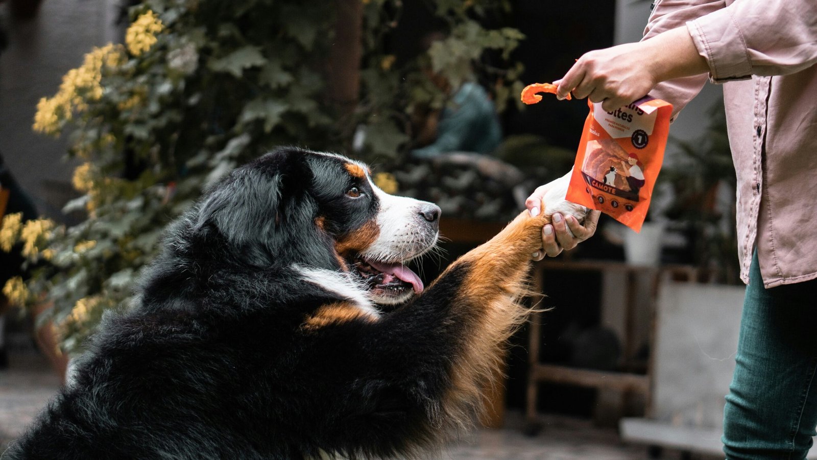 natural joint supplement for senior dogs