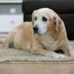 How to Help Senior Dogs with Arthritis at Home (2025 Guide)