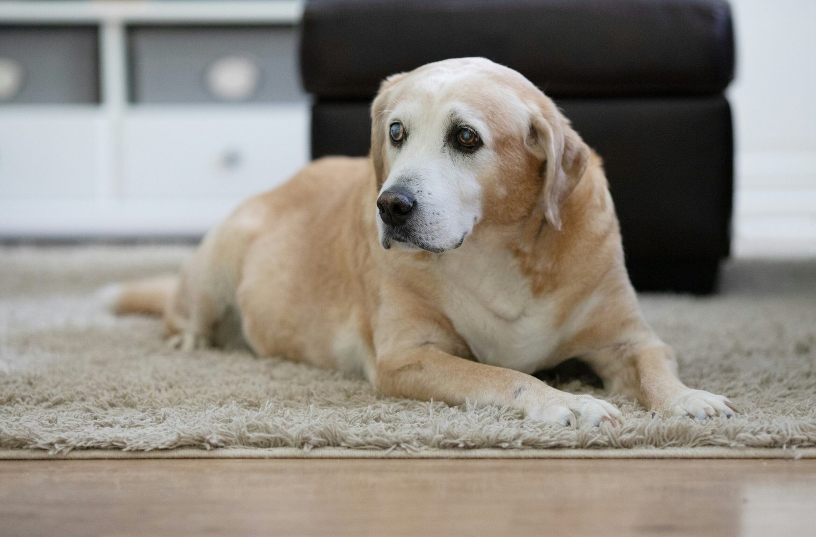 You are currently viewing How to Help Senior Dogs with Arthritis at Home (2025 Guide)
