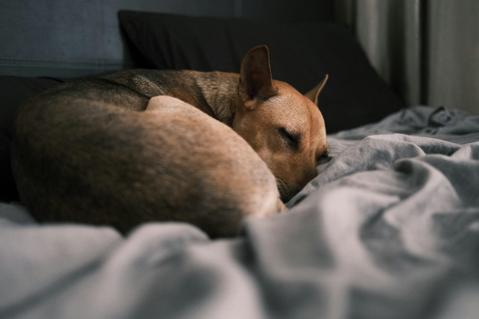 best orthopedic dog bed