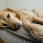 Best Orthopedic Dog Beds for Dogs with Arthritis