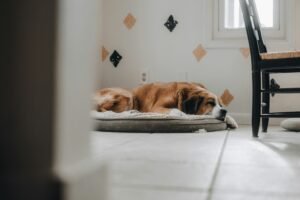 Read more about the article Best Orthopedic Dog Beds for Senior Dogs & Large Breeds (2025 Review)