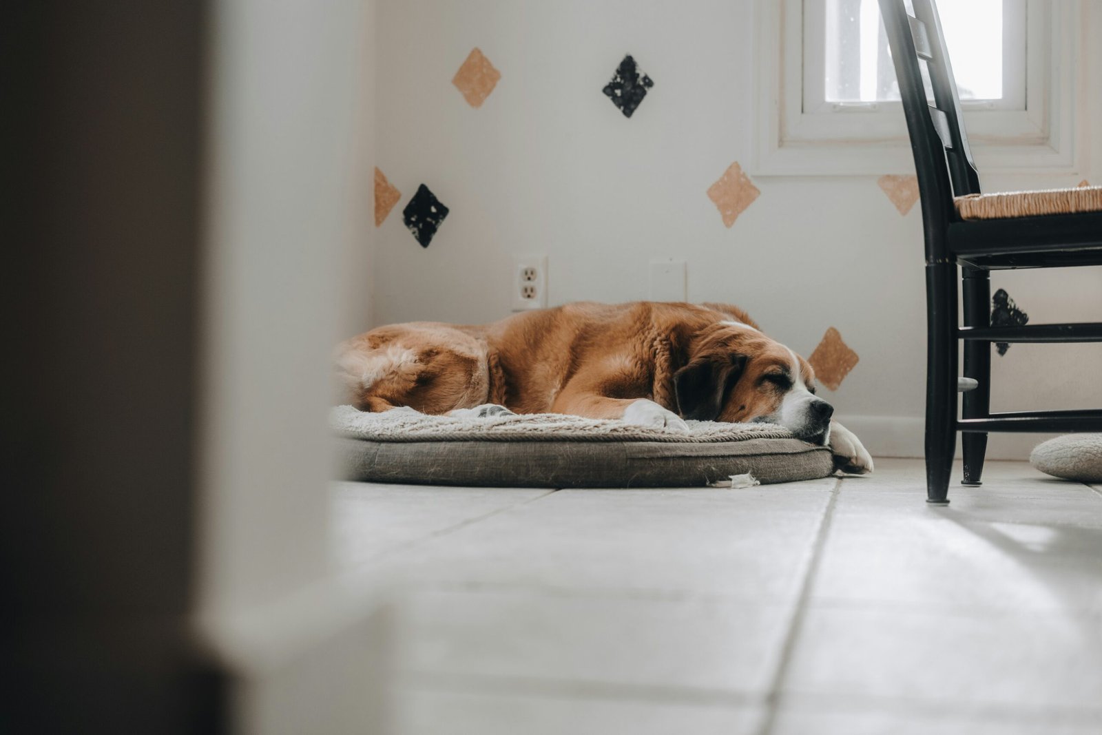 Read more about the article Best Orthopedic Dog Beds for Senior Dogs & Large Breeds (2025 Review)