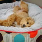 Top 10 Best Orthopedic Dog Beds for 2025 (Comfort & Joint Support Guide)