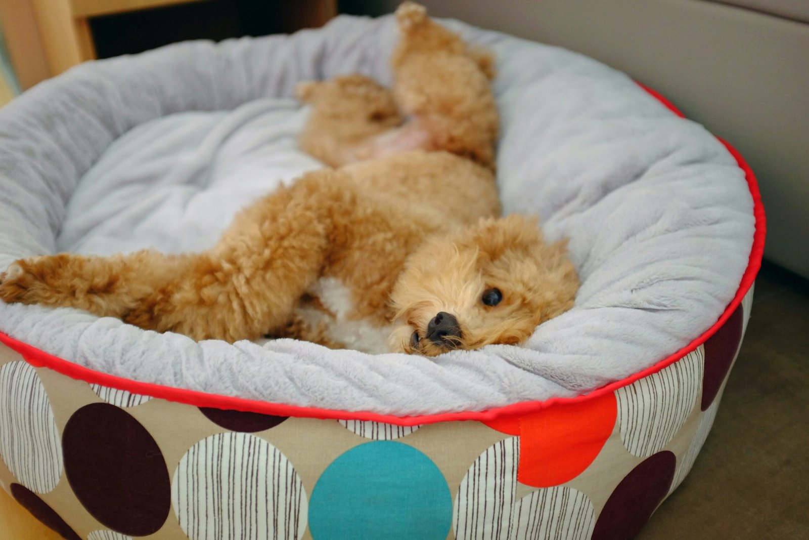 You are currently viewing Top 10 Best Orthopedic Dog Beds for 2025 (Comfort & Joint Support Guide)