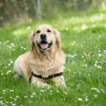How to Help Your Senior Dog Live Longer