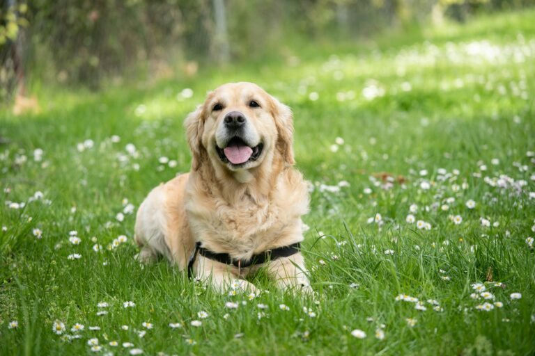 How to Help Your Senior Dog Live Longer