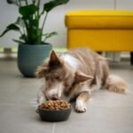 Top 6 Best Grain Free Senior Dog Food
