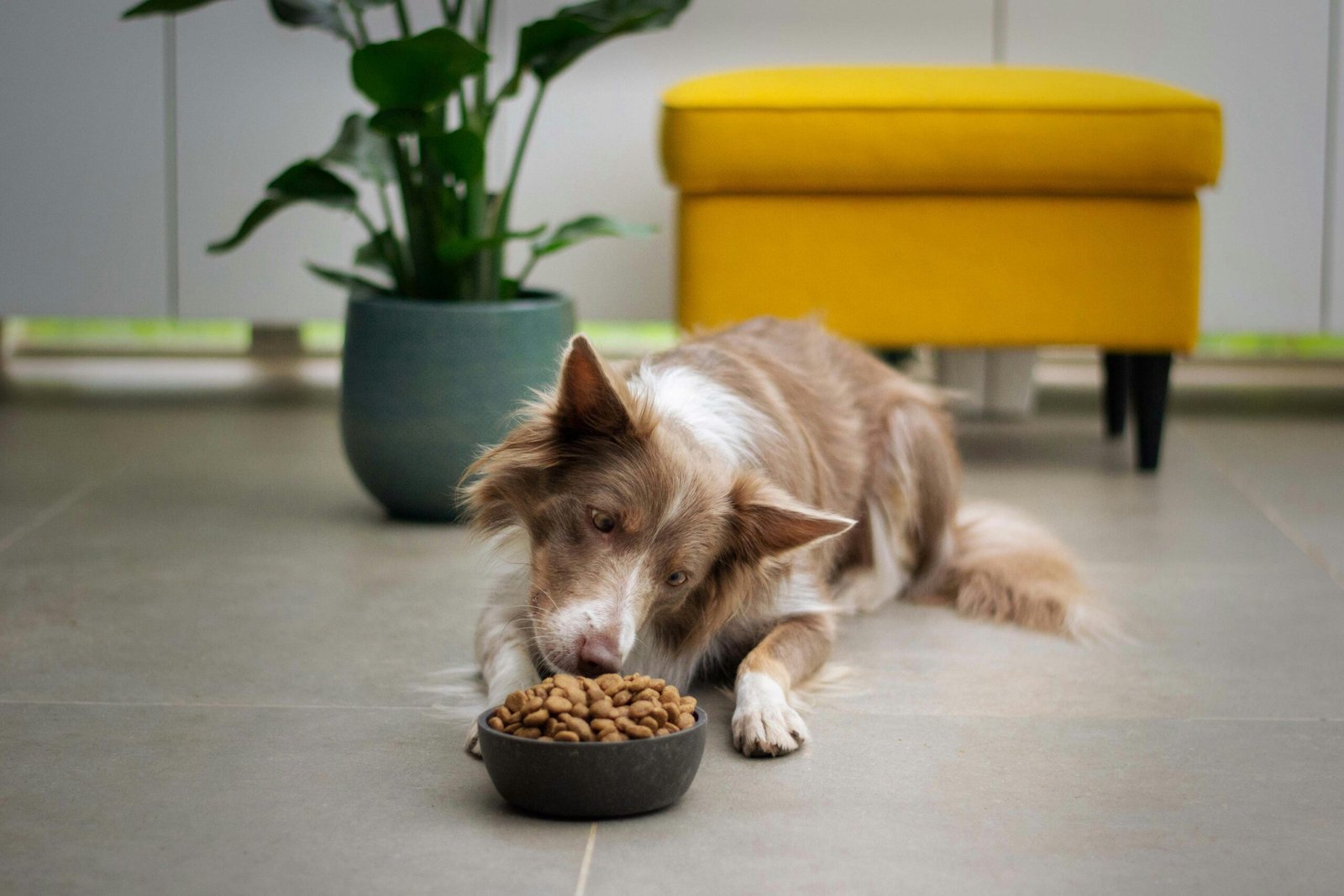 Read more about the article Top 6 Best Grain Free Senior Dog Food