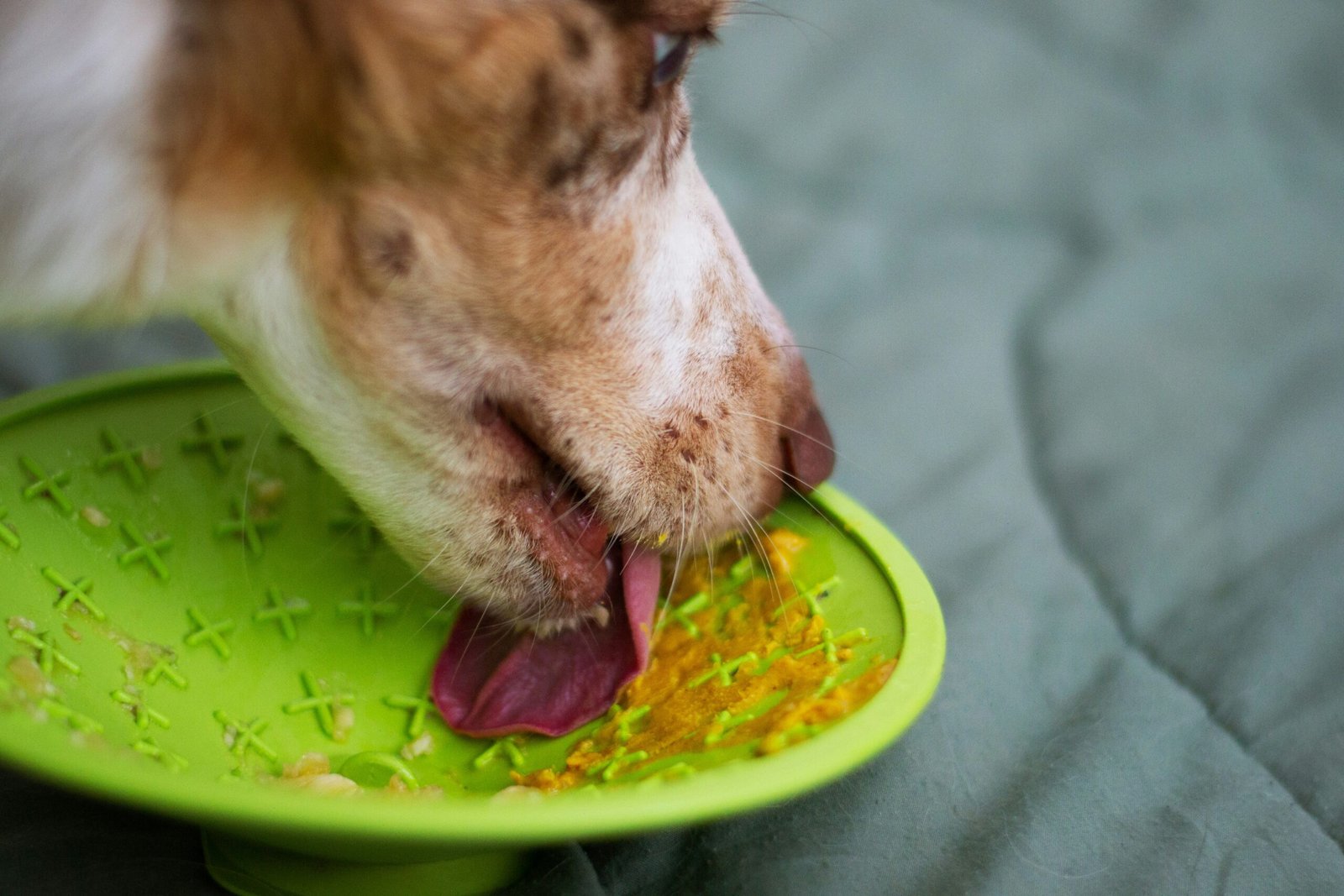 combine your dogs diet with supplements