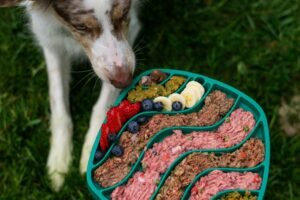Read more about the article Wet Dog Food vs Dry Dog Food