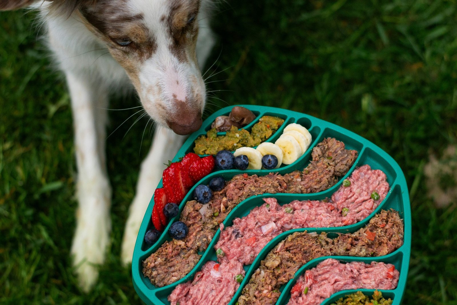 Read more about the article Wet Dog Food vs Dry Dog Food