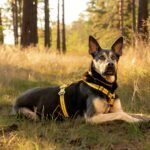 Top 8 Harnesses for Older Dogs with Arthritis or Mobility Issues