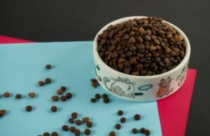 Read more about the article Best Dry Dog Food for Senior Dogs