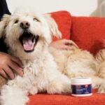 Top 8 Best Senior Dog Multivitamins 2025