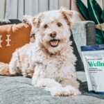 How to Choose Dog Supplements the Right way (2025 guide)