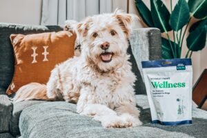 Read more about the article How to Choose Dog Supplements the Right way (2025 guide)
