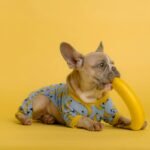 Best Multivitamin For Senior Dogs + Top Picks 2025