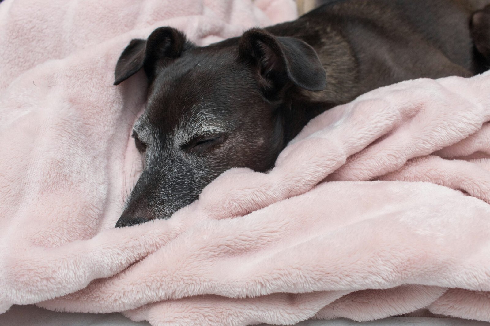 orthopedic dog bed vs heated blanket