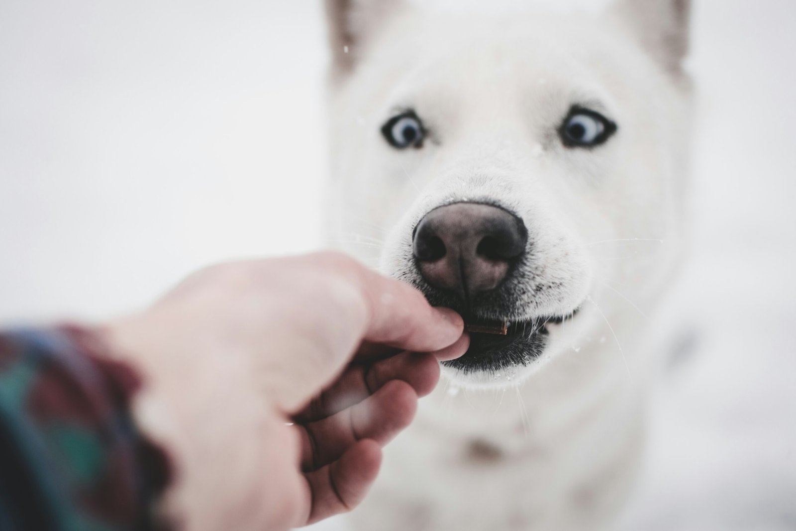 how to choose dog supplements