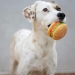 Best Hypoallergenic Dog Food for Senior Dogs with Allergies (2025 Update)