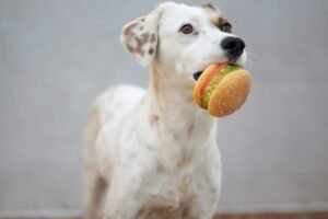 Read more about the article Best Hypoallergenic Dog Food for Senior Dogs with Allergies (2025 Update)