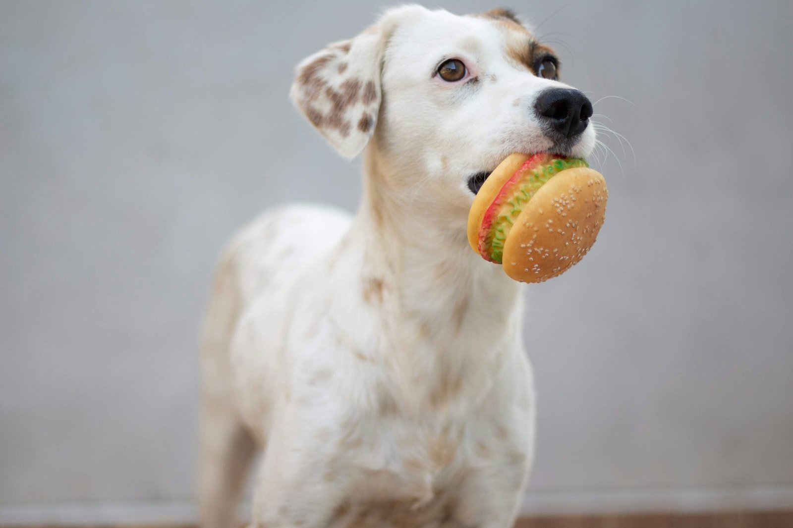 You are currently viewing Best Hypoallergenic Dog Food for Senior Dogs with Allergies (2025 Update)