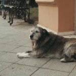 What Causes Mobility Issues in Senior Dogs