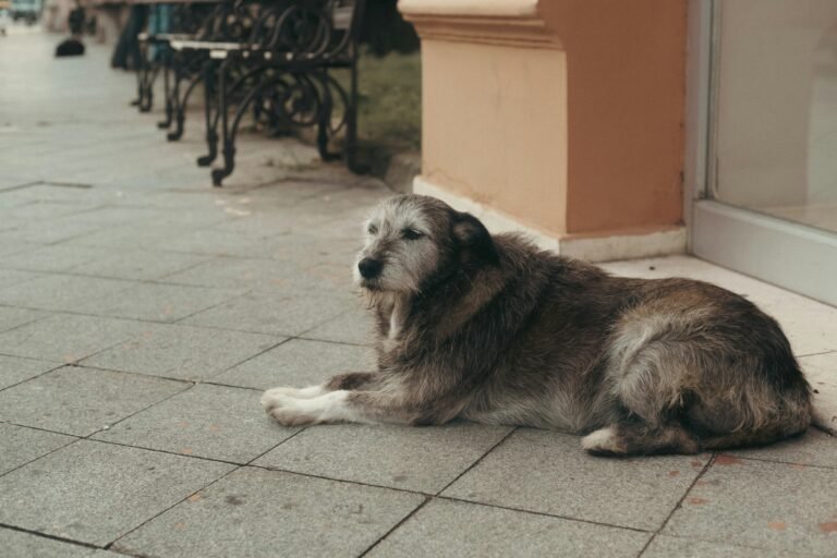 What Causes Mobility Issues in Senior Dogs