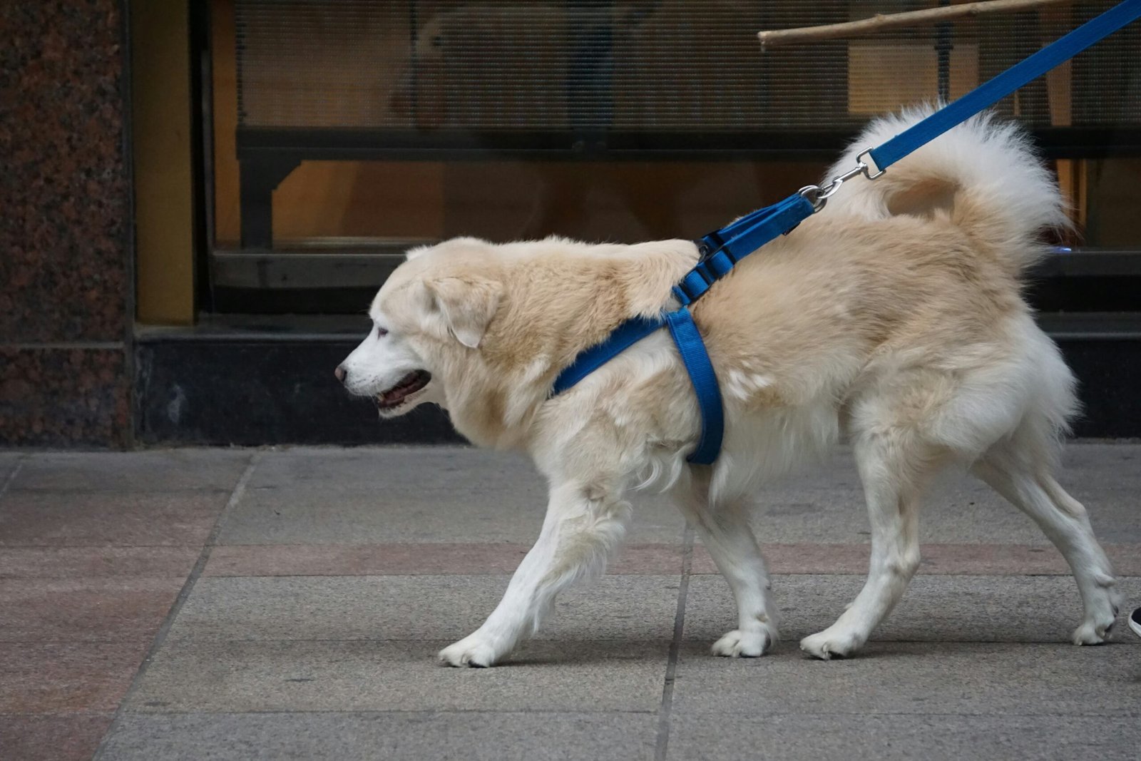 best support harness for senior dogs
