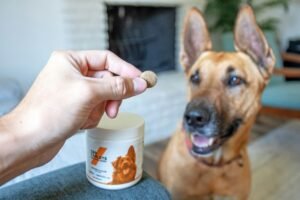 Read more about the article Best Supplements For Senior Dogs