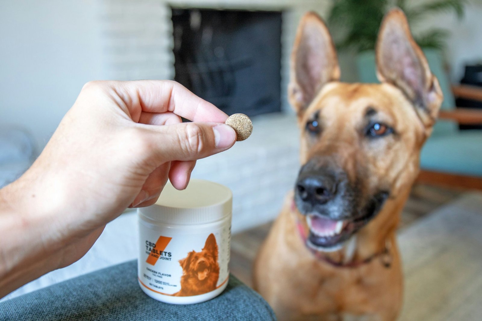 Read more about the article Best Supplements For Senior Dogs