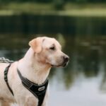 Best Support Harness For Senior Dogs (best of 2025)