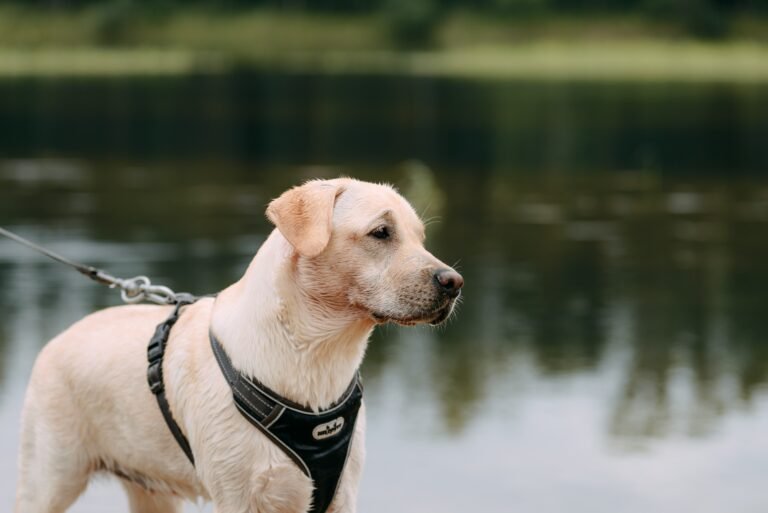 Best Support Harness For Senior Dogs (best of 2025)